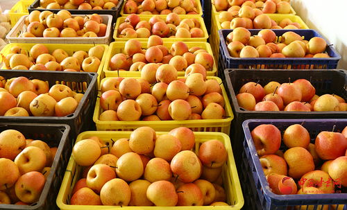 隴原山鄉(xiāng)新畫卷 西和特色農(nóng)產(chǎn)品借網(wǎng)出山，新鮮蔬菜香飄四方